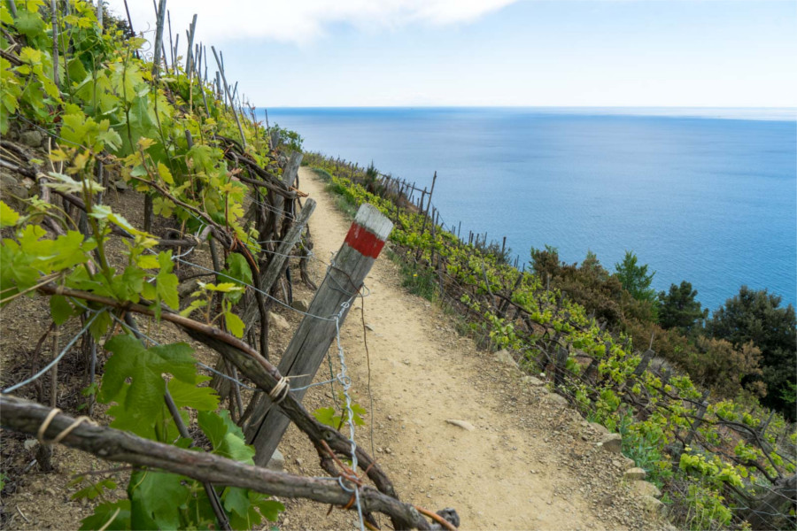 Cinque Terre Hiking and Tasting Private Day Tour